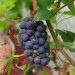 grape-vine-black-hamburgh-001.jpg