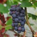 grape-vine-black-hamburgh-004.jpg