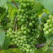 grape-vine-chardonnay-003.jpg