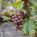 grape-vine-chasselas-rose-royale-002.jpg