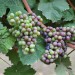 grape-vine-dornfelder-001.jpg