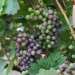 grape-vine-dornfelder-006.jpg