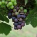 grape-vine-gamay-002.jpg