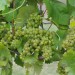 grape-vine-huxelrebe-004.jpg
