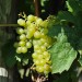 grape-vine-muller-thurgau-004.jpg