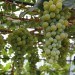 grape-vine-muscat-d-alexandria-003.jpg