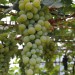 grape-vine-muscat-d-alexandria-004.jpg