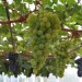 grape-vine-muscat-d-alexandria-005.jpg