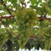 grape-vine-muscat-d-alexandria-006.jpg