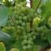grape-vine-phoenix-002.jpg