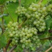 grape-vine-phoenix-003.jpg