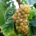 grape-vine-picurka-002.jpg