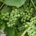 grape-vine-pinot-blanc-002.jpg