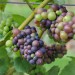 grape-vine-pinot-noir-004.jpg
