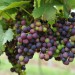 grape-vine-regent-003.jpg