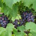 grape-vine-regent-005.jpg