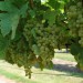 grape-vine-reichensteiner-001.jpg