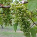 grape-vine-reichensteiner-011.jpg