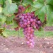 grape-vine-rhea-001.jpg