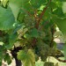 grape-vine-seyval-blanc-002.jpg