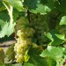 grape-vine-seyval-blanc-006.jpg