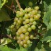 grape-vine-siegerrebe-003.jpg