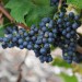 grape-vine-triomphe-dalsace-002.jpg