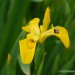 iris-yellow-flag-005.jpg
