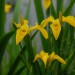 iris-yellow-flag-006.jpg