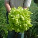 lettuce-black-seeded-simpson-002.jpg