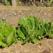 lettuce-lobjoits-green-cos-001.jpg