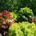 lettuce-mixed-002.jpg