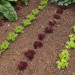 lettuce-mixed-005.jpg