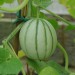 melon-charentais-002.jpg