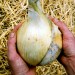 onion-giant-exhibition-003.jpg