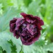 papaver-black-beauty-001.jpg