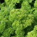parsley-champion-moss-curled-001.jpg