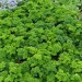 parsley-champion-moss-curled-002.jpg