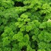 parsley-champion-moss-curled-003.jpg