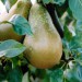 pear-conference-001.jpg