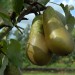 pear-conference-002.jpg