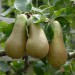 pear-conference-003.jpg