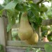 pear-conference-004.jpg