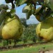 pear-doyenne-du-comice-002.jpg