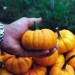 pumpkin-jack-be-little-001.jpg
