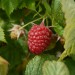 raspberry-autumn-bliss-001.jpg