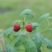 raspberry-autumn-bliss-003.jpg
