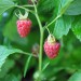 raspberry-autumn-treasure-001.jpg