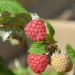 raspberry-glen-ample-001.jpg