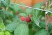 Rubus Idaeus Autumn Bliss 2L (Raspberry) - Windlestone 